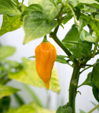 Chilli Bhut Jolokia žluté - Capsicum chinense - prodej semen - 5 ks