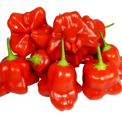 Chilli Mushroom červené - Capsicum chinense - prodej semen - 6 ks