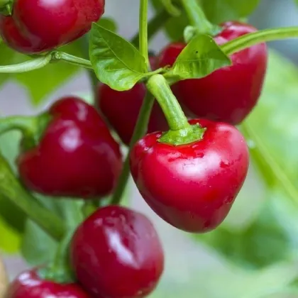 Chilli Cherry Bomb - Capsicum annuum - prodej semen - 6 ks