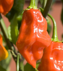 BIO Chilli Habanero oranžové - Capsicum chinense - prodej bio semen - 6 ks