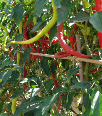 Paprika kozí/beraní roh Beros - Capsicum annuum - prodej semen - 15 ks