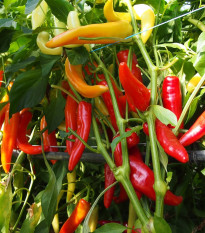 Paprika kozí/beraní roh Harriet - Capsicum annuum - prodej semen - 45 ks