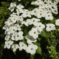 Dřín japonský - Cornus kousa - prodej semen - 4 ks