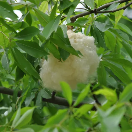 Vlnovec pětimužný - Ceiba pentandra - prodej semen - 10 ks