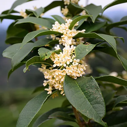 Olivovník libovonný - Osmanthus fragrans - prodej semen - 5 ks