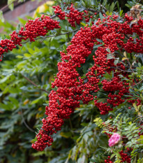 Hlohyně šarlatová - Pyracantha coccinea - prodej semen - 5 ks