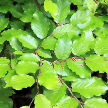 Buk lesní - Fagus sylvatica - prodej semen - 7 ks