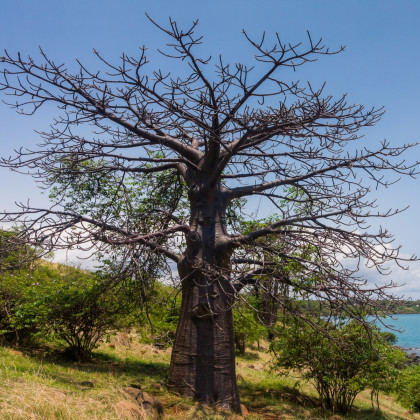 Baobab suarézský - Adansonia suarezensis - prodej semen - 2 ks