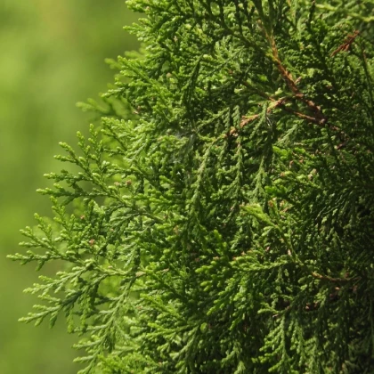 Jalovec čínský - Juniperus chinensis - prodej semen - 5 ks