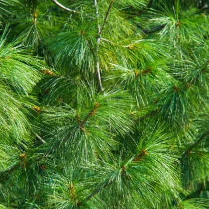 Borovice Roxburghova - Pinus roxburhii - prodej semen - 5 ks