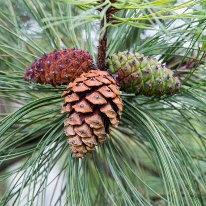 Borovice těžká - Pinus ponderosa - prodej semen - 6 ks