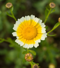 Chryzantéma jedlá - Chrysanthemum coronarium - prodej semen - 400 ks