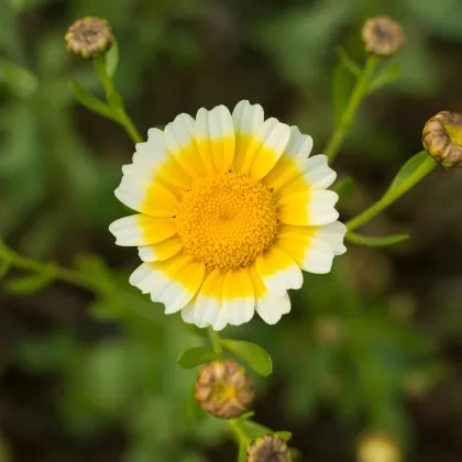 Chryzantéma jedlá - Chrysanthemum coronarium - prodej semen - 400 ks