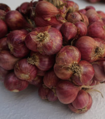 Cibule Zebrune - Allium cepa var aggregatum - prodej semen - 70 ks