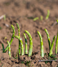 Chřest lékařský - Mary Washington -  Asparagus officinalis - prodej semen - 20 ks