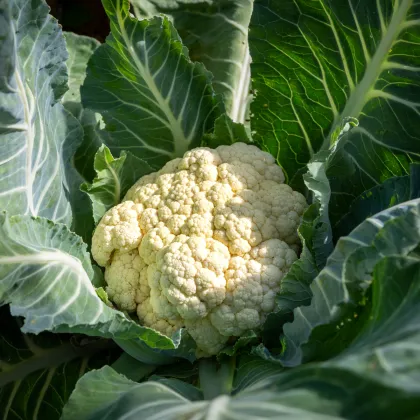 Květák raný Ingloory - Brassica oleracea - prodej semen - 20 ks