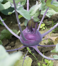 Kedluben raný modrý - Brassica oleracea - prodej semen - 50 ks