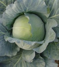 Zelí Polar - Brassica oleracea - prodej semen - 200 ks