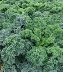 Kadeřávek Kapral - Brassica oleracea - prodej semen - 300 ks