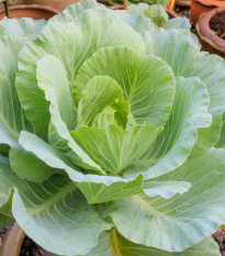 Zelí Pourovo bílé polopozdní - Brassica oleracea - prodej semen - 200 ks