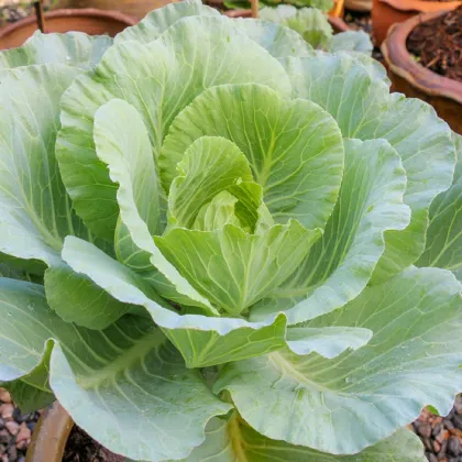 Zelí Pourovo bílé polopozdní - Brassica oleracea - prodej semen - 200 ks