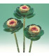 Okrasné zelí Crane bicolor F1 - Brassica oleracea - prodej semen - 20 ks