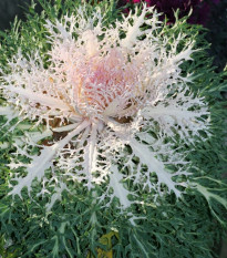 Okrasné zelí Peacock bílé F1 - Brassica oleracea - prodej semen - 20 ks