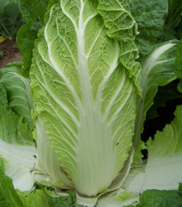 Zelí pekingské Hilton - Brassica pekinensis - prodej semen - 100 ks