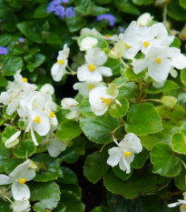 Begonie Super Olympia bílá F1 - Begonia semperflorens - prodej semen - 12 ks