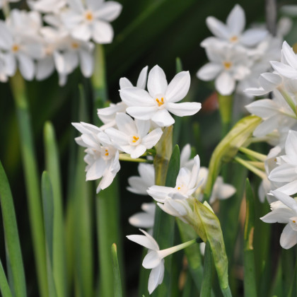Narcis Paperwhite Ziva - Narcissus - prodej cibulovin - 3 ks