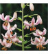 Lilie zlatohlavá Pink morning - Lilium martagon - prodej cibulovin  -1 ks