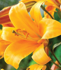 Lilie Orange Planet - Lilium - prodej cibulovin - 1 ks