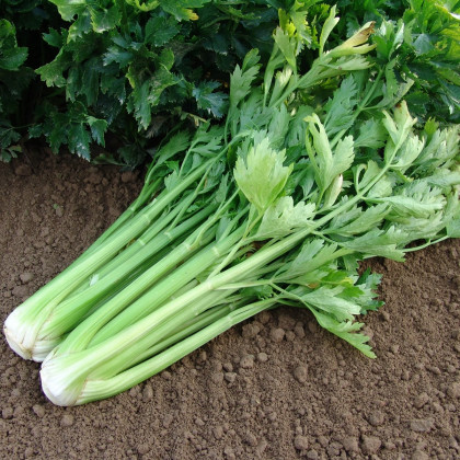 Celer řapíkatý Malachit - Apium graveolens - prodej semen - 0,7 g