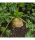BIO Celer bulvový Mars - Apium graveolens - prodej bio semen - 20 ks