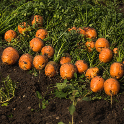 Mrkev kulatá k rychlení Pariser Markt - Daucus carota - prodej semen - 500 ks