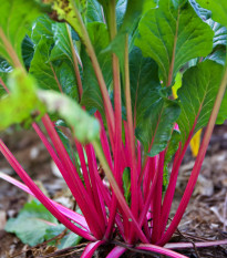 Mangold řapíkatý růžový - Beta vulgaris - prodej semen - 50 ks