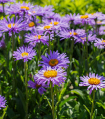 Astra alpínská modrá - Aster alpinus - prodej semen - 70 ks