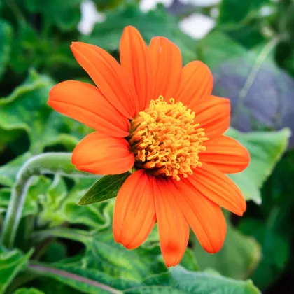 Titónie okrouhlolistá - Tithonia rotundifolia - prodej semen - 60 ks