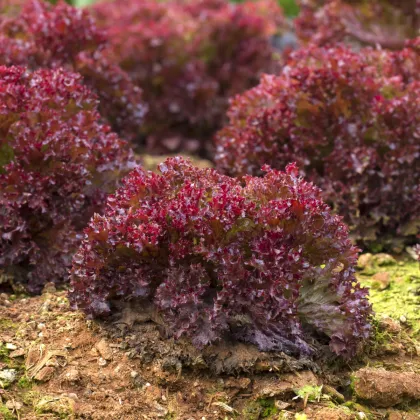 Salát listový kadeřavý Lollo Rossa - Lactuca sativa - prodej semen - 400 ks