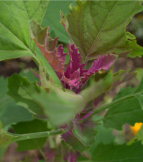 Stromový špenát - Chenopodium giganteum - prodej semen - 300 ks