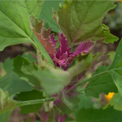 Stromový špenát - Chenopodium giganteum - prodej semen - 300 ks