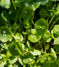 Portulák zimní - Batolka prorostlá - Claytonia perfoliata - prodej semen - 100 ks