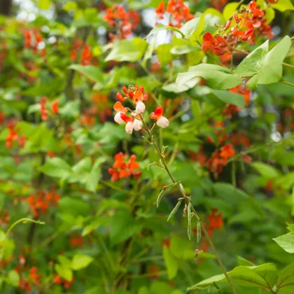 Fazole šarlatová pnoucí Hestia - Phaseolus coccineus - prodej semen - 10 ks