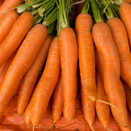 Mrkev Rote Riesen - Daucus carota - prodej semen - 800 ks
