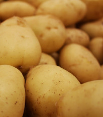 Brambory sadbové Sunshine C2 - Solanum tuberosum - prodej sadby - 5 kg