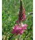 Vičenec ligrus - Onobrychis viciifolia - prodej semen - 50 ks