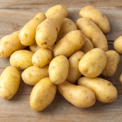 Brambory sadbové Monique - Solanum tuberosum - Kiepenkerl - prodej sadby - 10 ks