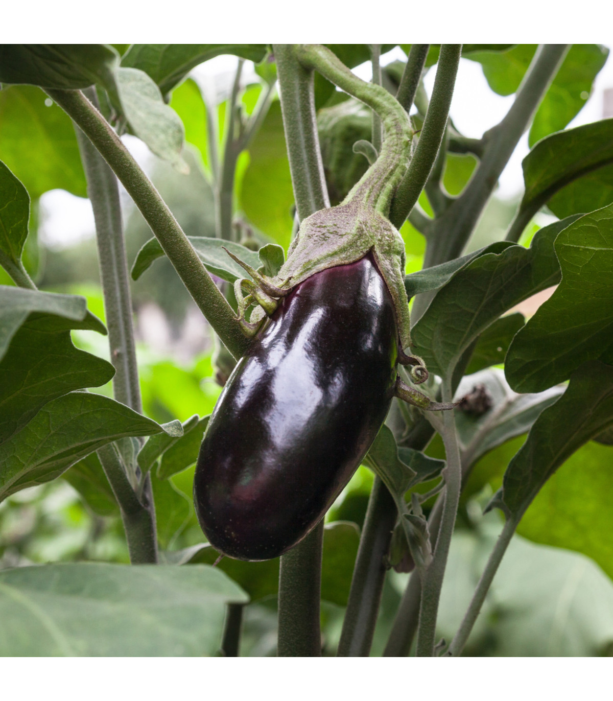 Lilek vejcoplodý Black Beauty - Solanum melongena - prodej semen - 60 ks