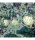 BIO Meloun cukrový Early Moonbeam - Citrullus lanatus - prodej bio semen - 6 ks