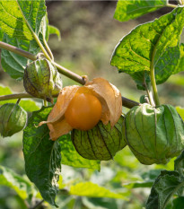 Mochyně peruánská - Physalis peruviana - prodej semen - 10 ks